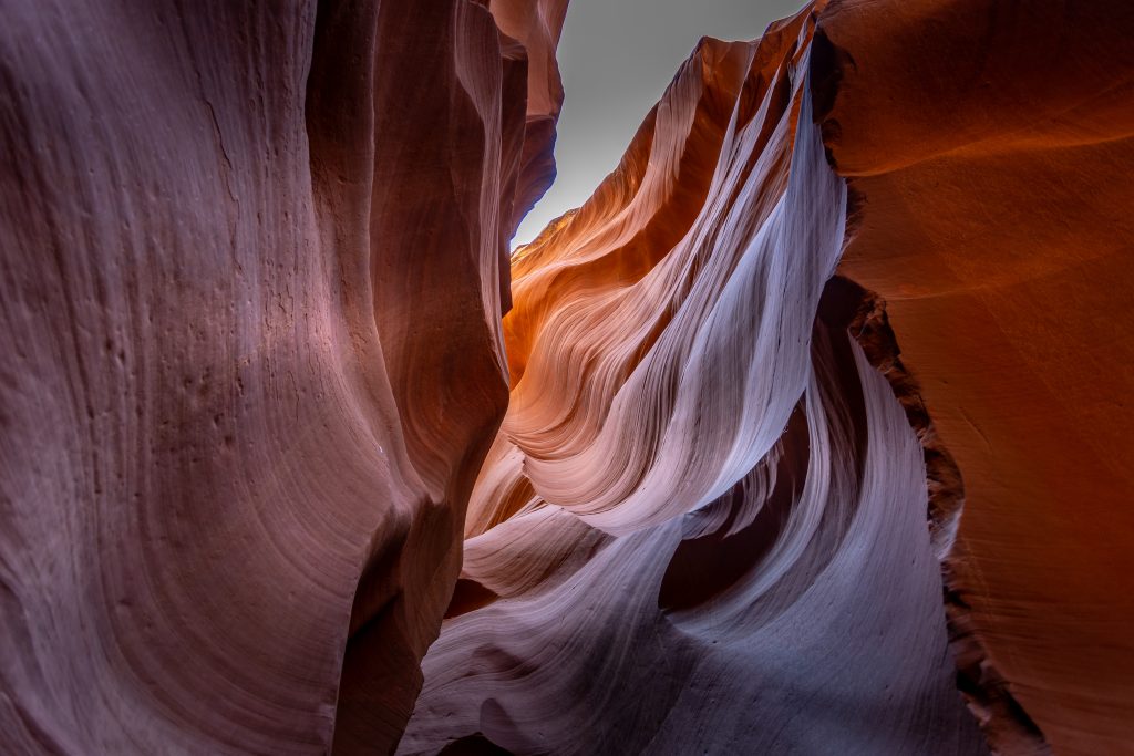 antelope-3