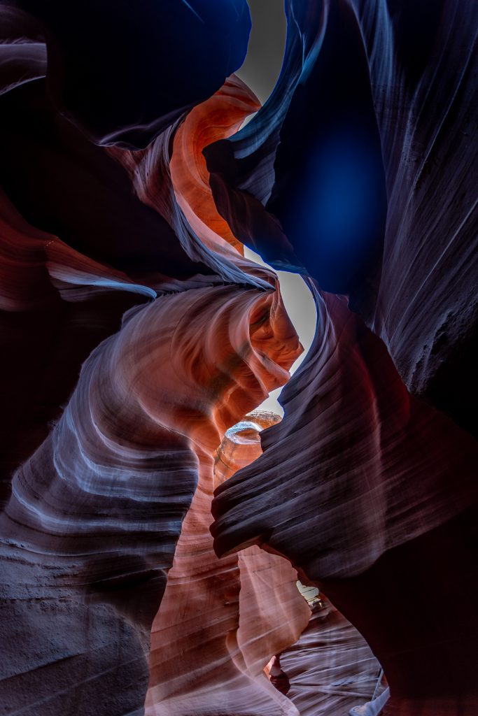 antelope