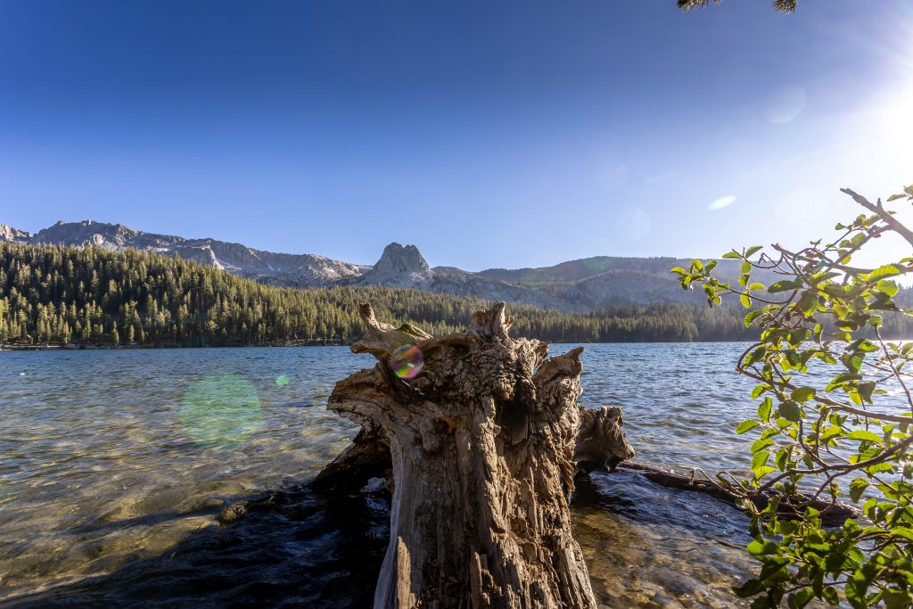 mammoth