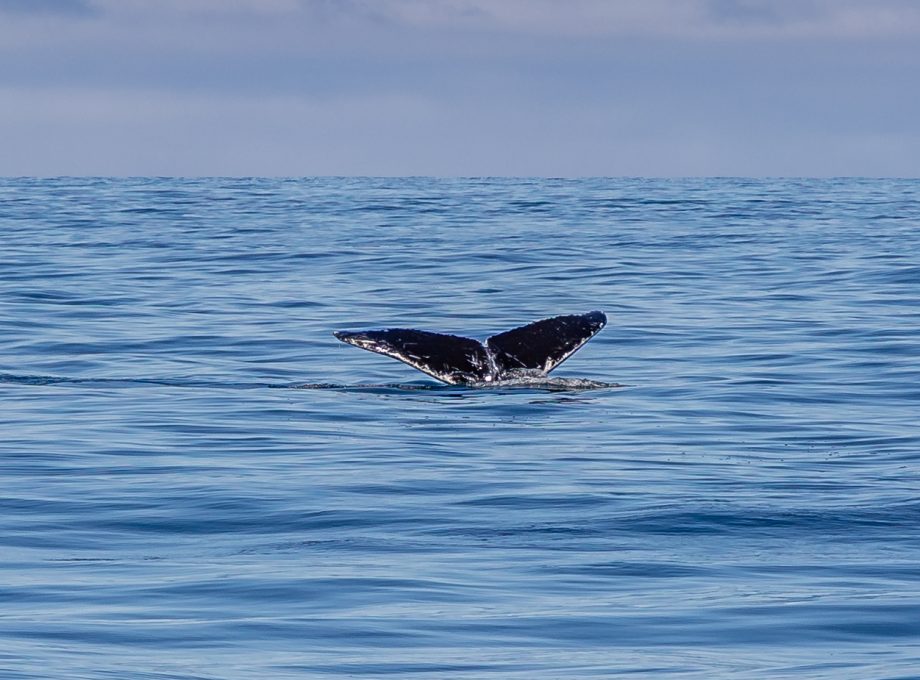 Baleine à bosse