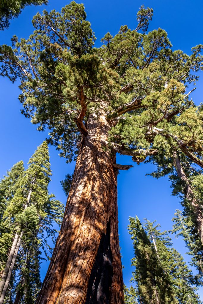 yosemite-5