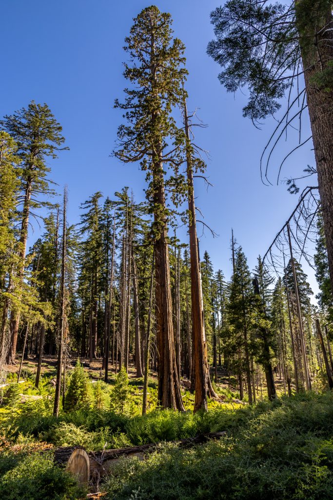 yosemite-6